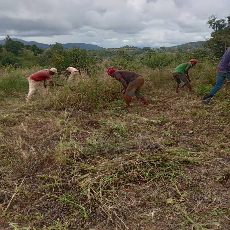 Tree-planting season kicks off in Mlola