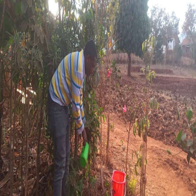 Mr. Hussein watering a fruit tree.