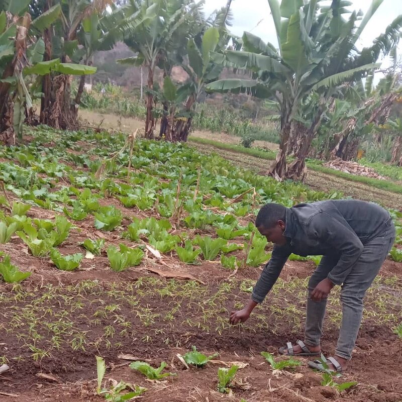 Planting vegetables for food security.