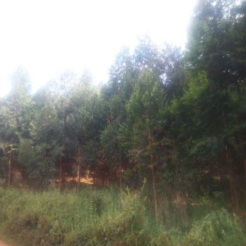 Four years of forest, grown from bare land